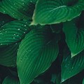Stem Leaf Background Wallpaper