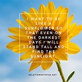 Sunflower Love Quotes