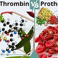 Thrombin