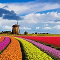 Tulip Fields Holland Desktop Wallpaper