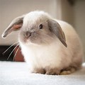 What Is a Mini Lop