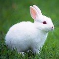 White Baby Rabbit