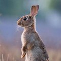 Wild Bunny Rabbit Standing Up