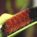 Bear Caterpillar M… 