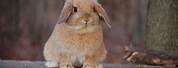 Baby Holland Lop Light Brown