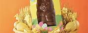 Chocolate Boy or Girl Bunny Easter