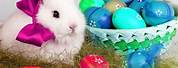 Easter Bunny Desktop Backgrounds