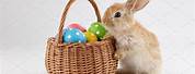 Easter Bunny Put Together Basket