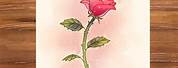 Rose Drawing Side View