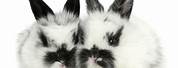 Super Duper Cute Baby Black and White Bunnies