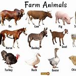 Different Farm Animals