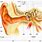 外耳道 解剖