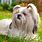 10 Best Small Dog Breeds