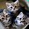 3 Cute Cats