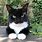 American Tuxedo Cat