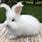 Angora Rabbit Pictures