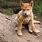Animal Dingo Baby