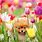 Baby Animals with Flowers
