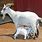 Baby Goat Nursing