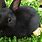 Black Dwarf Rabbit
