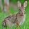 Cottontail Rabbit Species