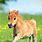 Cute Baby Animals Horse