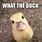 Cute Baby Duck Memes