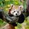 Cute Baby Forest Animals