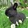 Cute Black Baby Bunny Rabbits