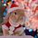 Cute Christmas Bunny Rabbit