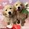 Cute Puppy Valentine Wallpaper