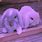 Cute Purple Bunny