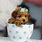 Cute Teacup Poodles