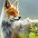 Cute Wild Animals Fox