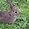 Eastern Cottontail Baby
