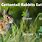 Eastern Cottontail Rabbit Food