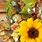 Fall Floral Desktop Wallpaper