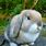 Fawn Holland Lop