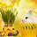 Free Easter Bunny Backgrounds
