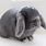 Grey Lop Eared Rabbit