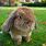 Holland Lop Ear Rabbit