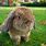 Holland Lop Ears Up
