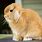 Holland Lop Picture