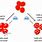 Hypotonic Cell Lysis