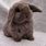Mini Lop Rabbit Cute