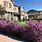 Native Texas Plants for Landscaping