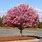 Okame Flowering Cherry Tree