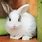 Pet Rabbit Images