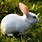 Picture of a White Rabbit