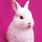 Pink Bunny Pictures